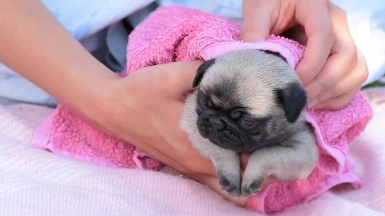 Bathing before the first 8 week is extremely rare