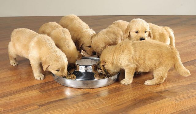 puppies diet can change rapidly in the first few weeks