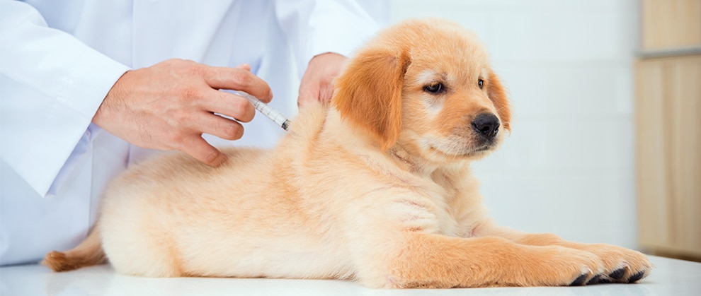 A puppy receiving a vaccination