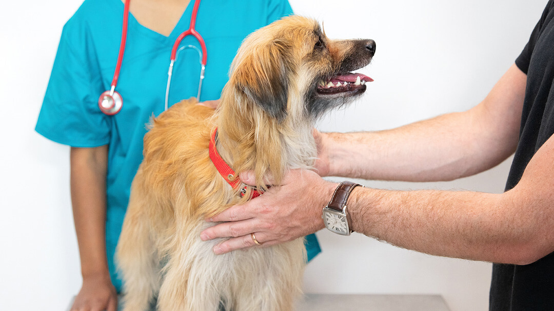 Vet check-ups to ensure your dog conditions