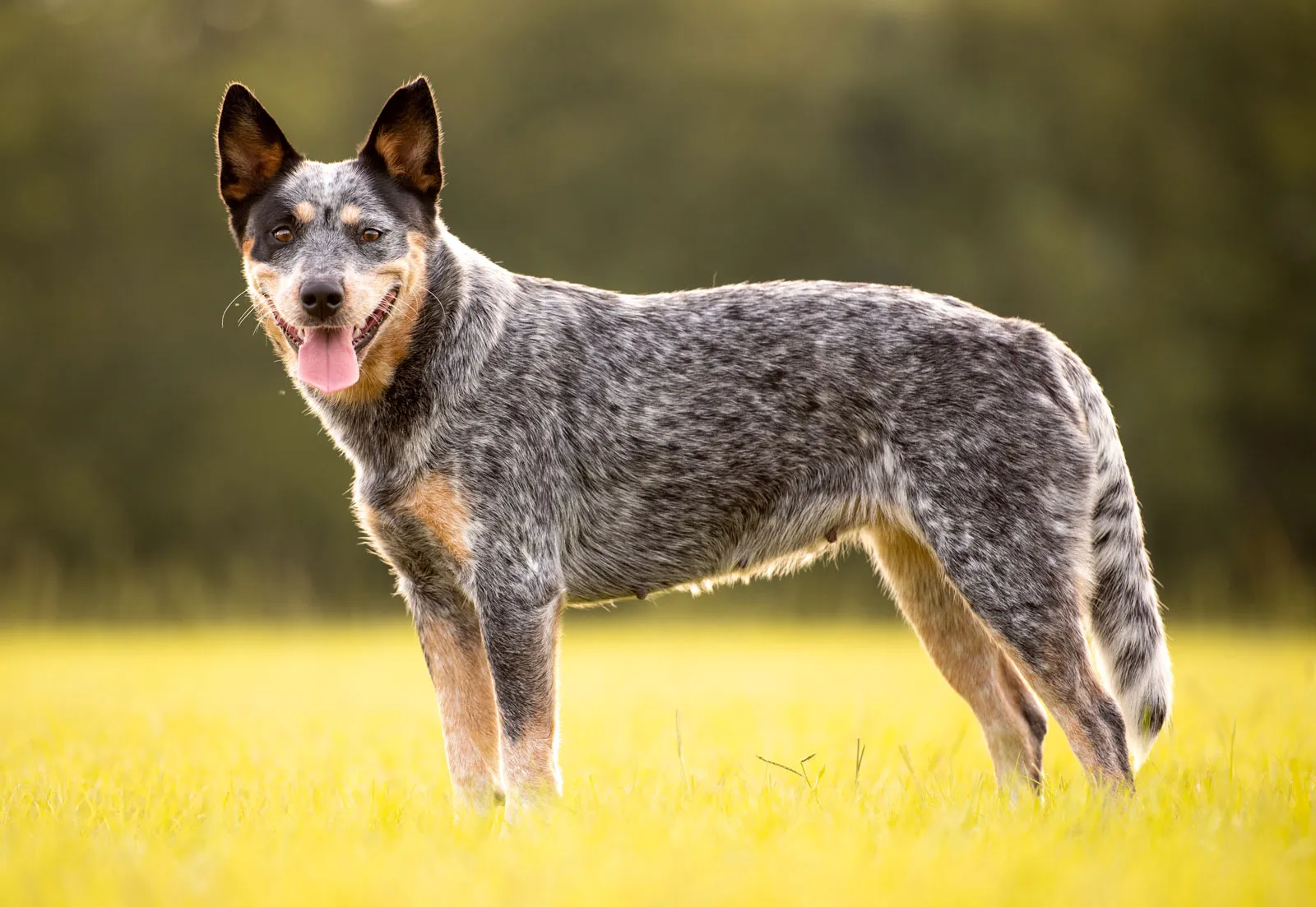 A loyal Australian Cattle Dog is worth considering for your family