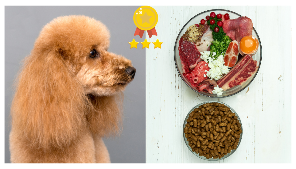 Best-food-for-poodles