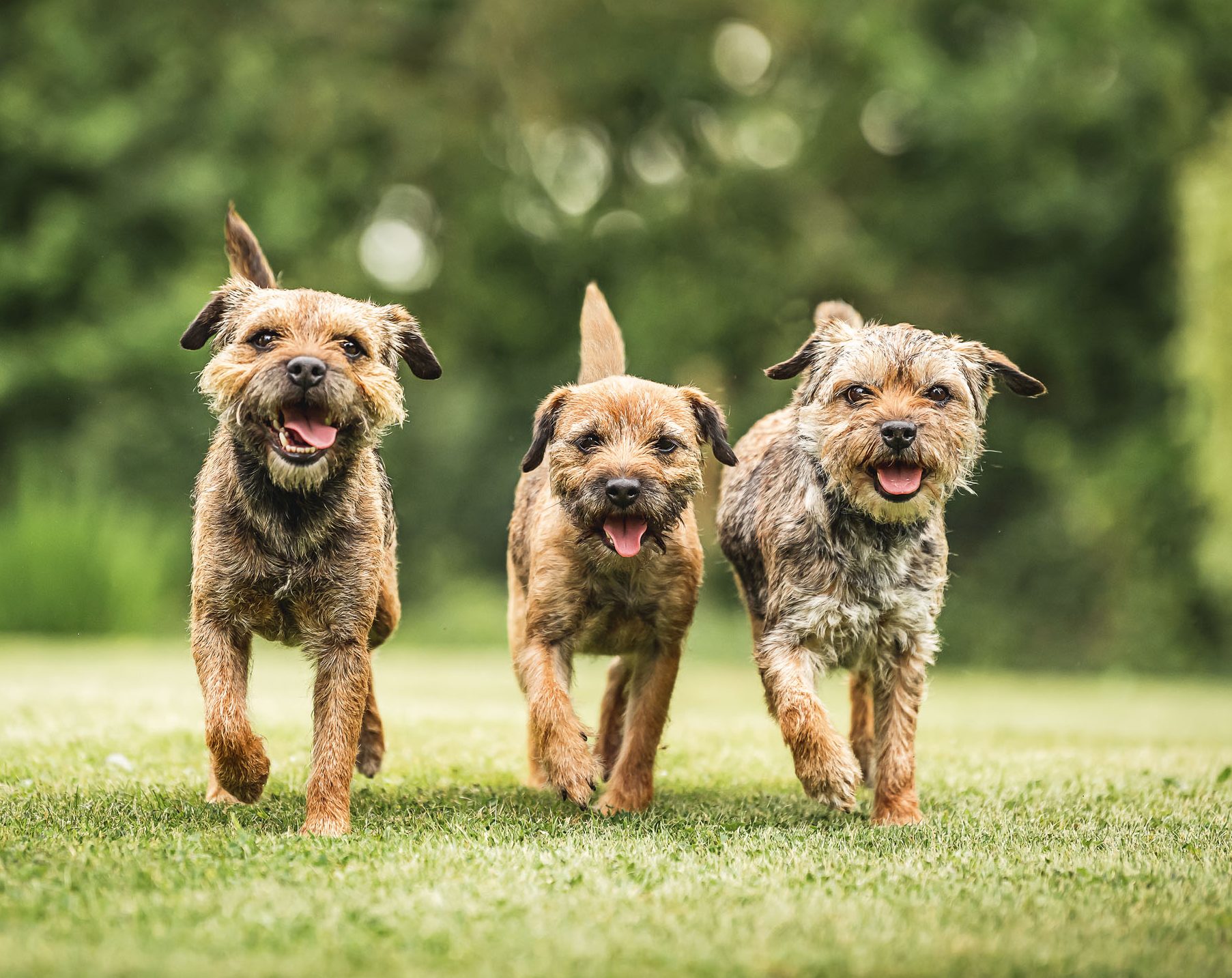 Border Terrier is typical for outdoor activities