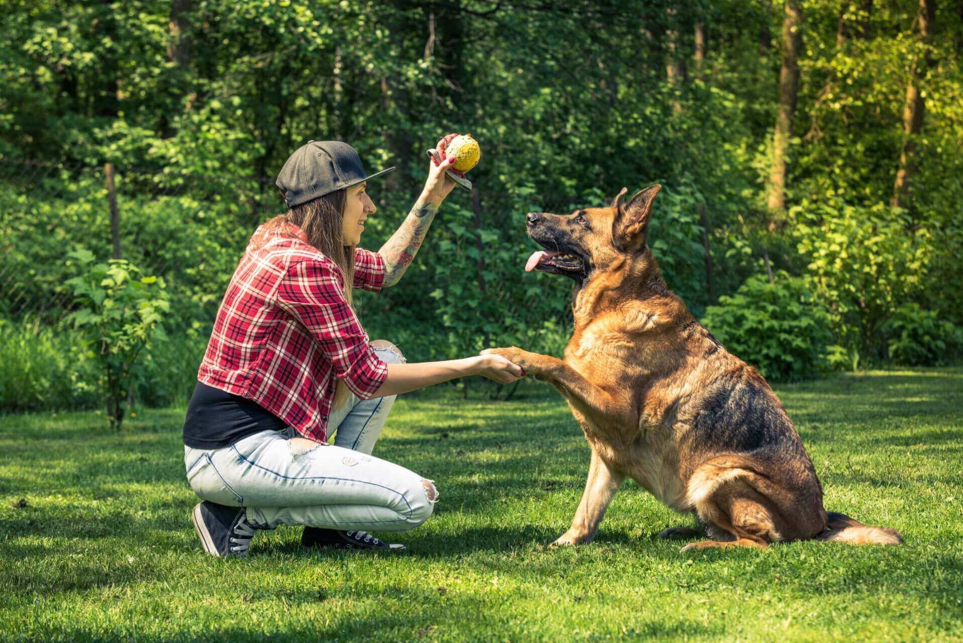 Knowing how to train your dog is important