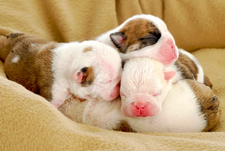 Caring for the Newborn Puppies