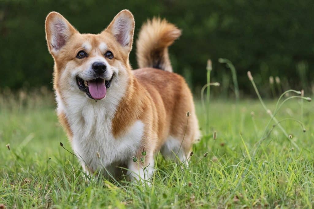 Corgi is one of the best companions for your family