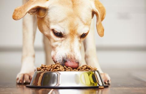 Choosing the right food for your dog