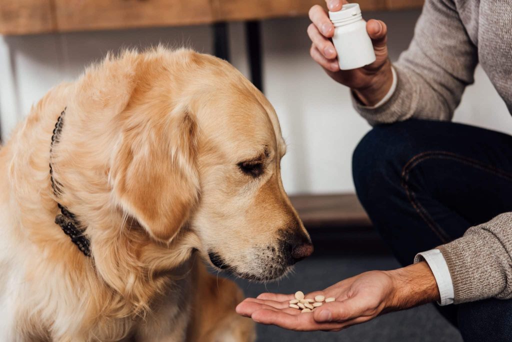 Dog taking medication]