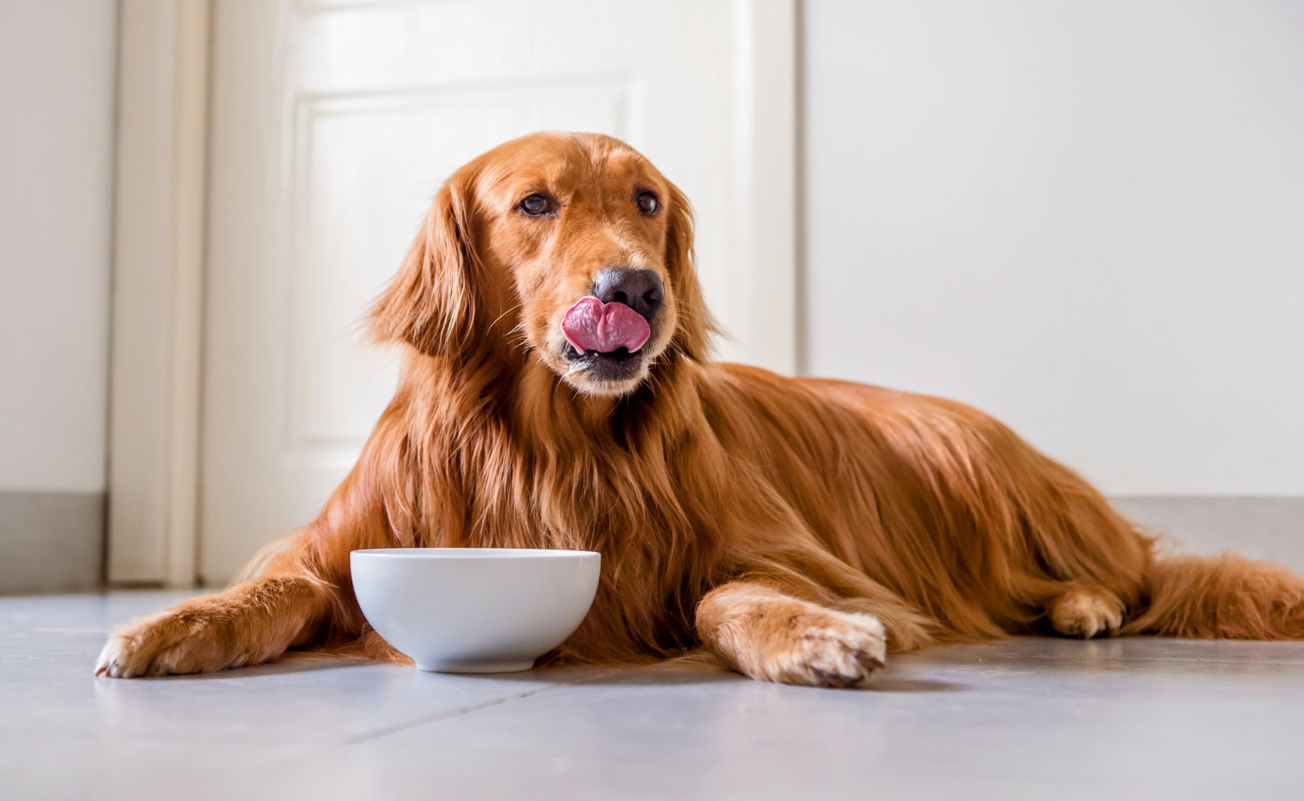 Feeding your dog once a day may improve its health