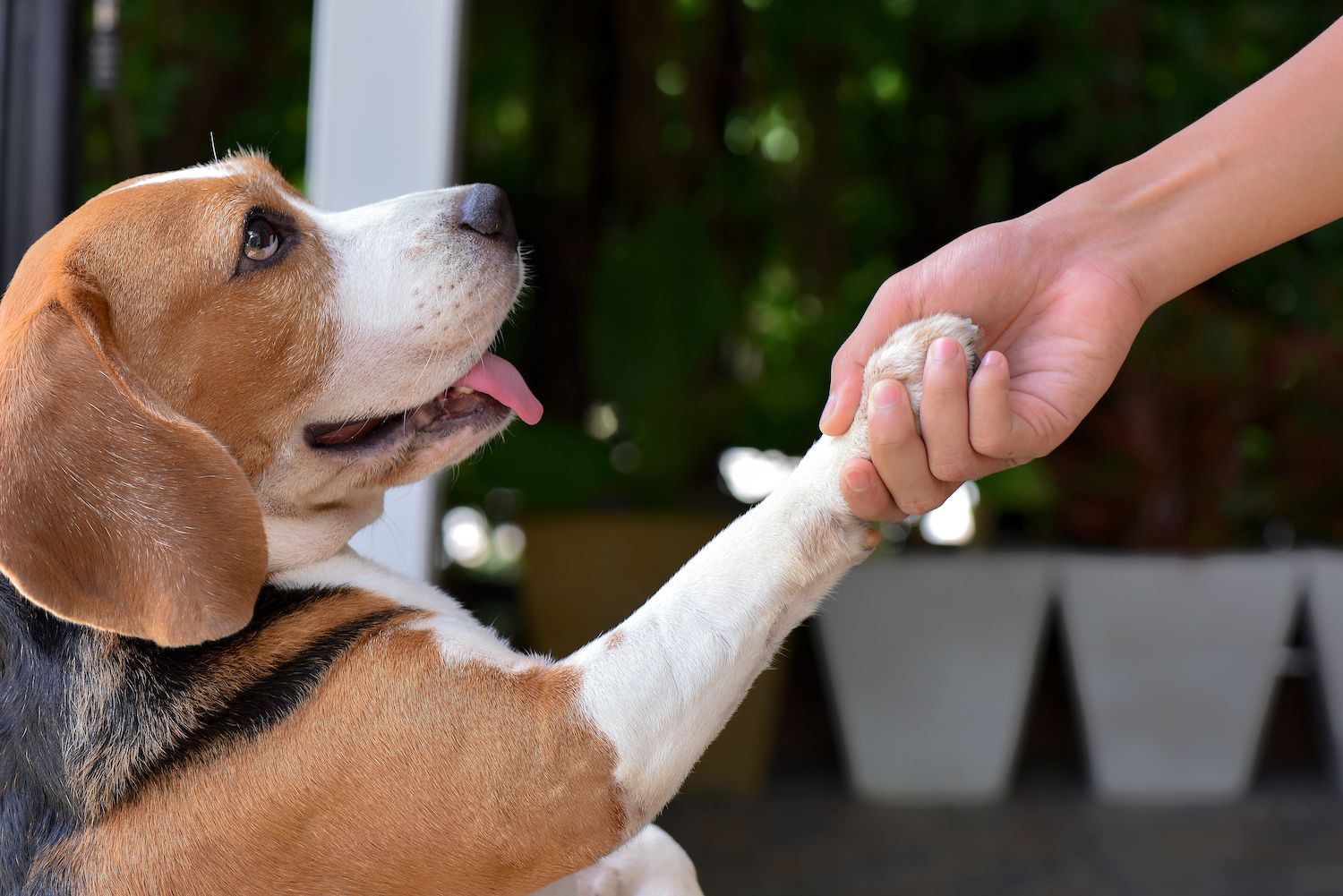 Train your dog to stop chewing furniture with reward-base training