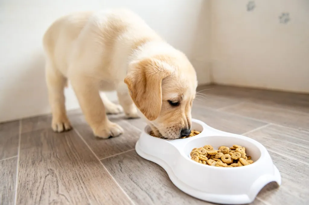 Puppy and adult dog eating from bowls