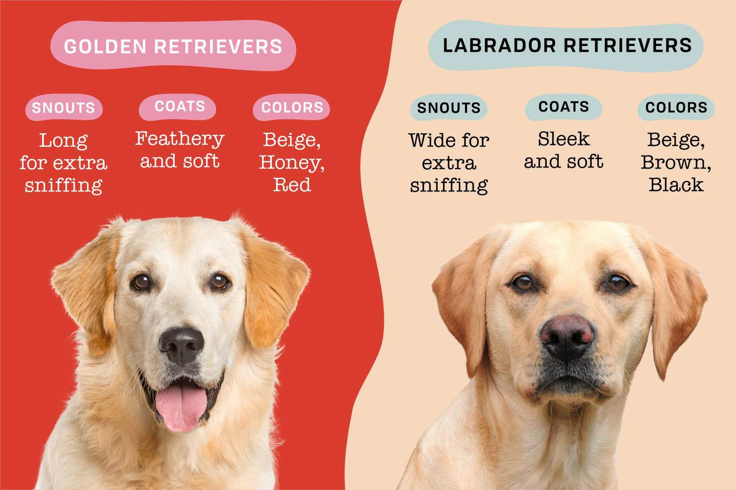 Labrador can be similar yet different from Golden retriever