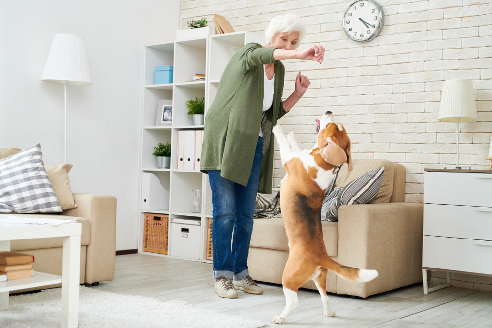 You can always play with your dog indoor