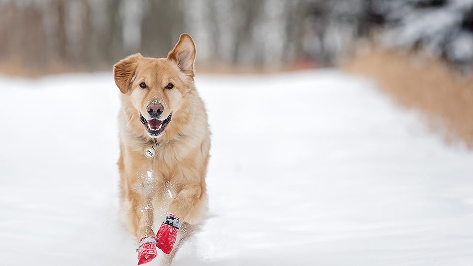 Dog booties is necessary in winter