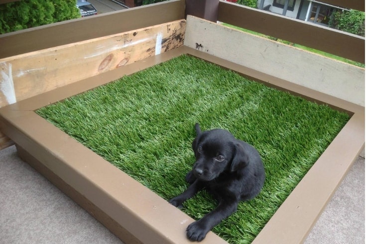 Crate Training for dogs