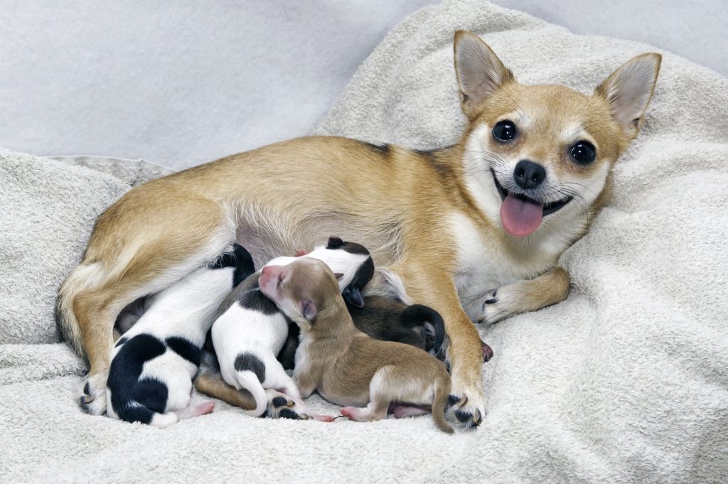 Newborn Puppies Nursing