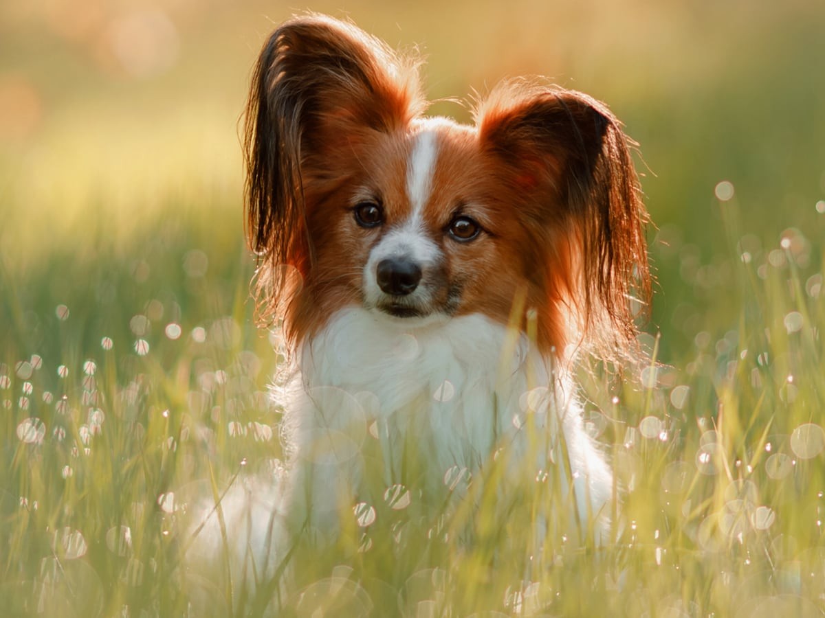 Papillon is a beauty in dog's world