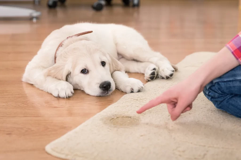 Potty Training Problems? Perfect Your Process!