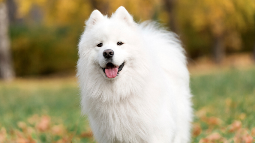 Samoyed - "Snow white Princess" of dog