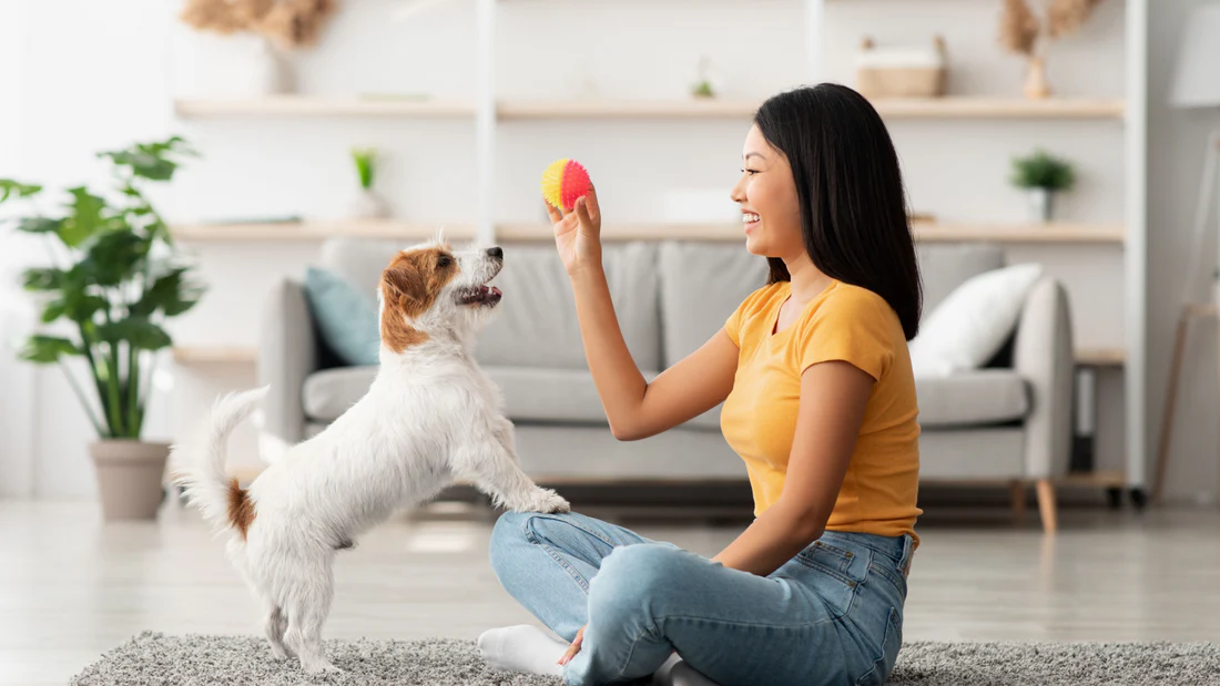 Address some of your dog's issues while training