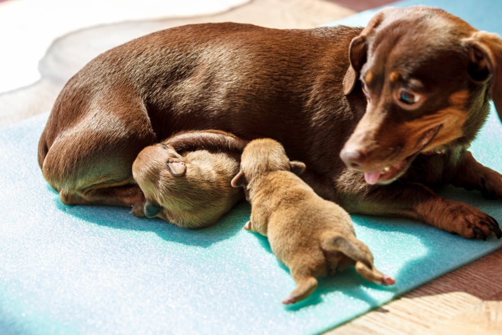 Mother dog grooming her puppies