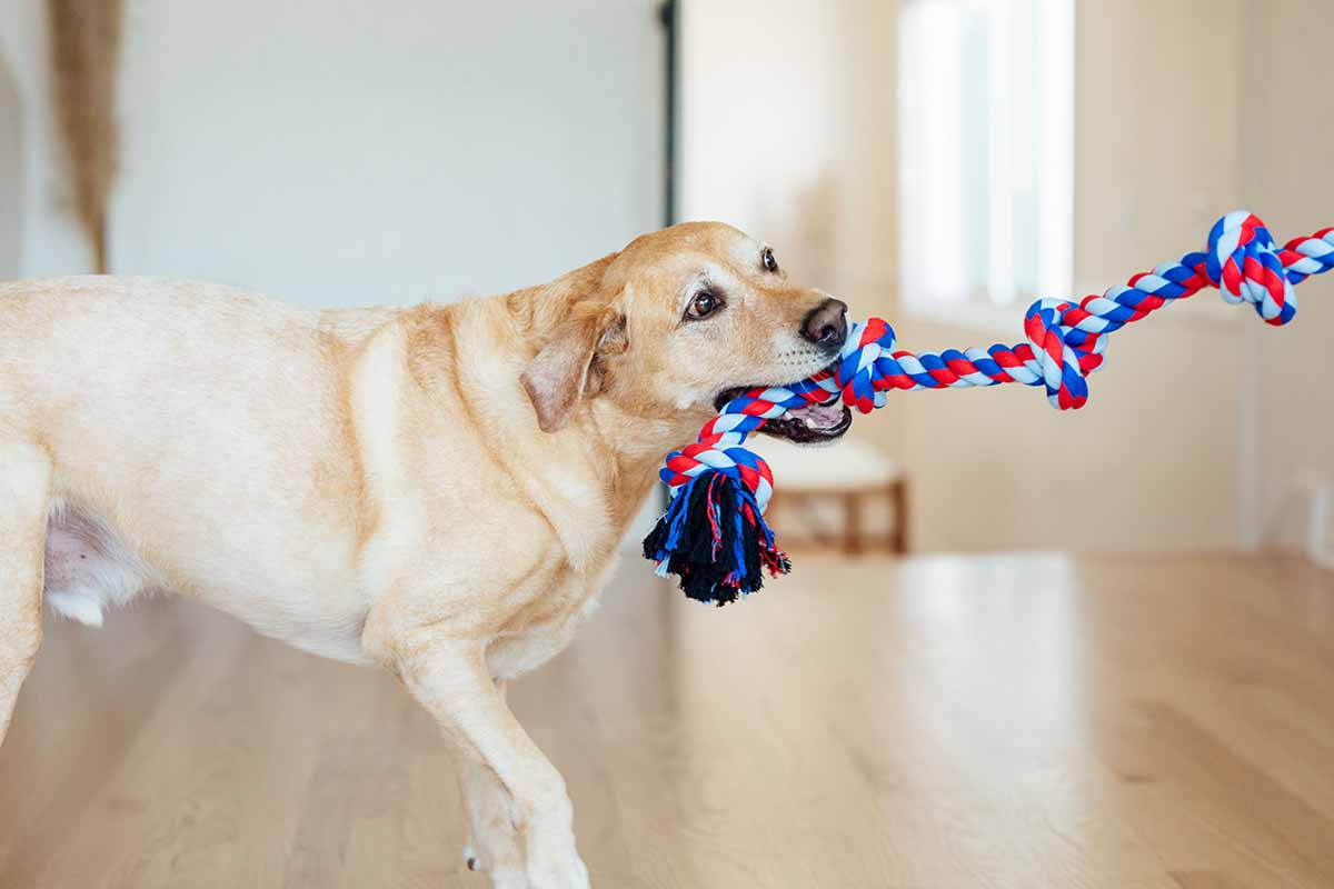 The Mammoth Flossy Chews Cottonblend Rope Tug