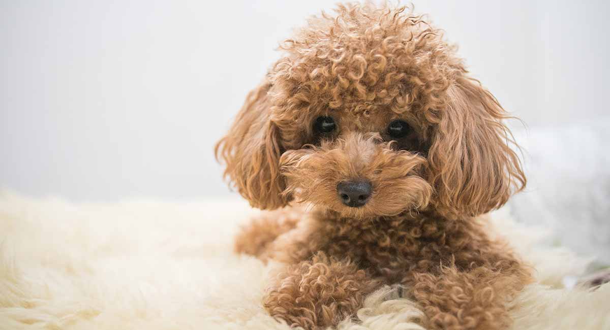 Poodle - an elegant dog breed