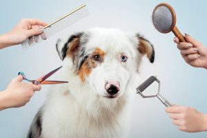 An assortment of dog grooming tools