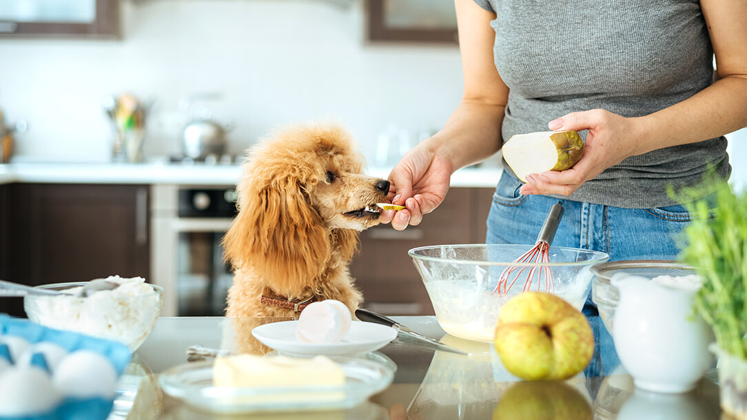 Scheduled feeding is important