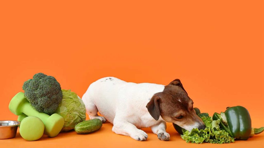 The right nutrition for your dog