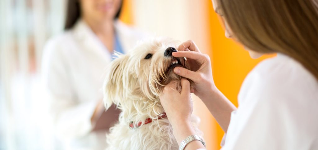 most common diseases in dogs: Symptoms & Treatment