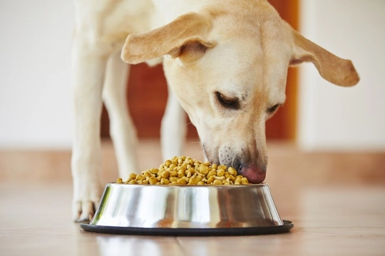 Each dog breed need different food diets