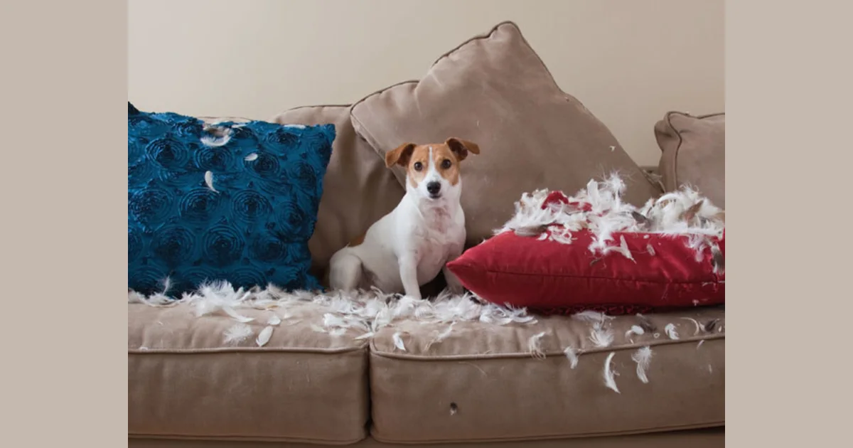 Dog chewing furniture is a common problem