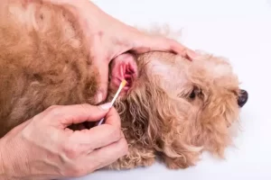 Inspect your dog’s ears carefully