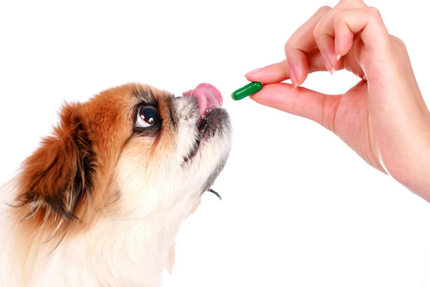 Deworming medication for puppies