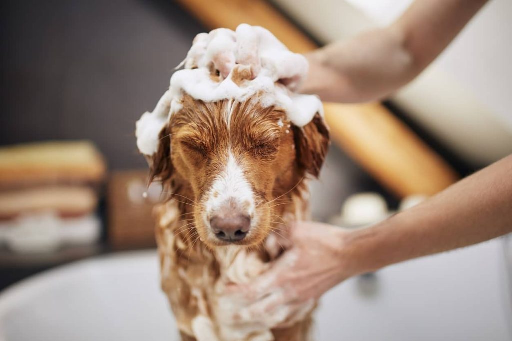 A dog getting a bath