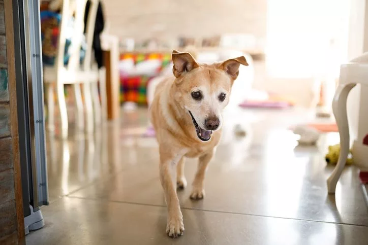 Dog pacing restless is a sign of stress