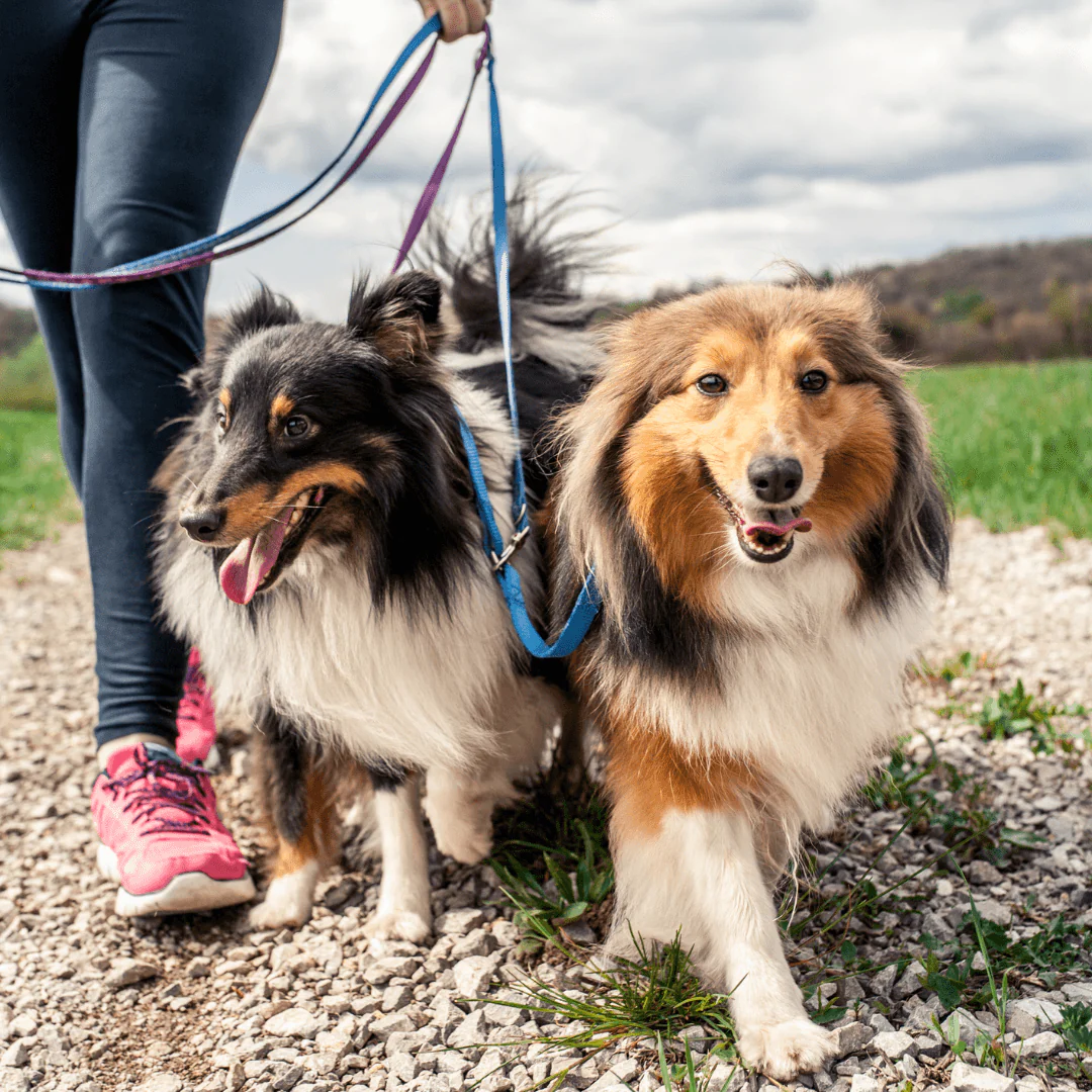 slow, moderate walks for pregnant dogs