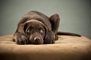 Dog stress can have several ways to acknowledge