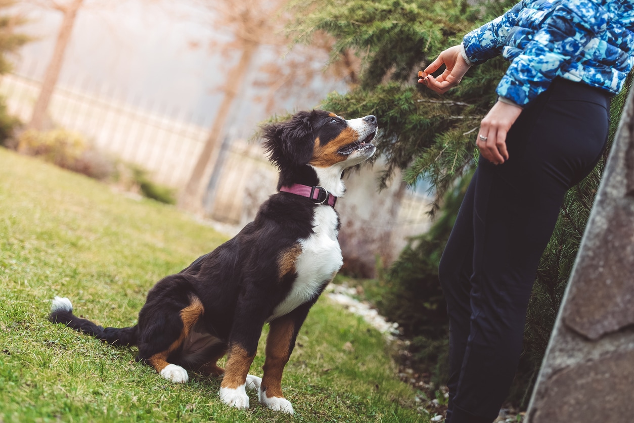 Dog training how to sit