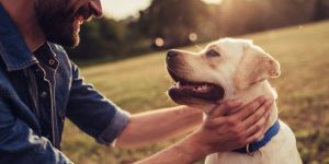 A person playing with their dog in the park.