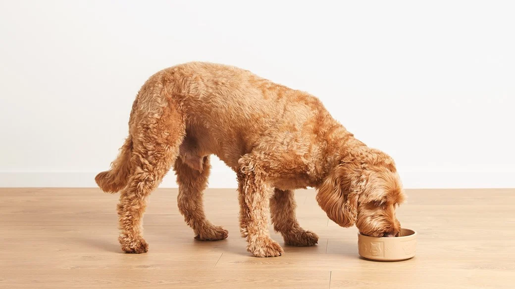 Wet food is a good choice for poodles