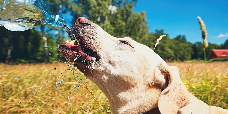 Dogs suffer from heat stroke: causes, how to recognize and prevent