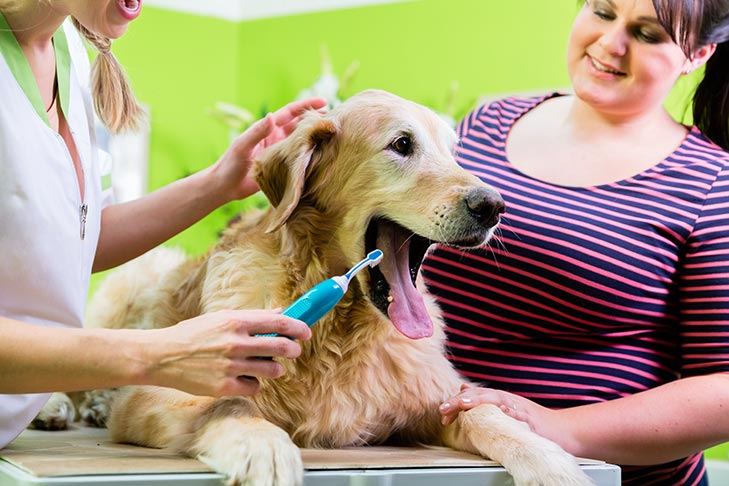 Daily brushing is necessary for dog dental health