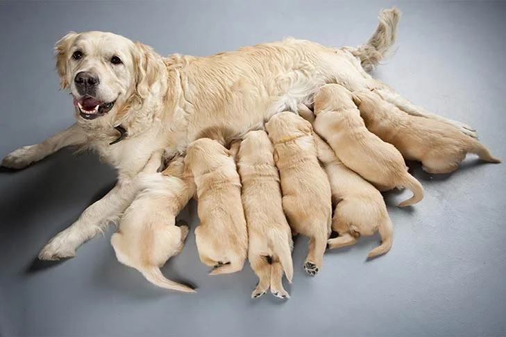 Lactating mother dog nursing puppies