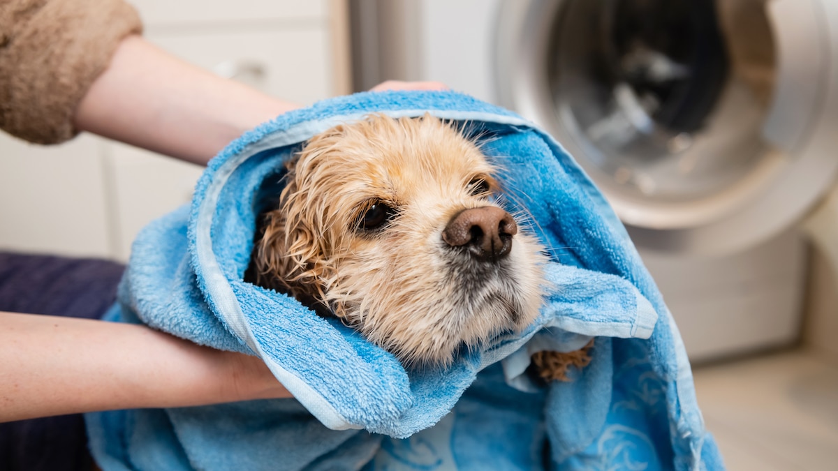 Using towel soaked in warm water to cool down the heat