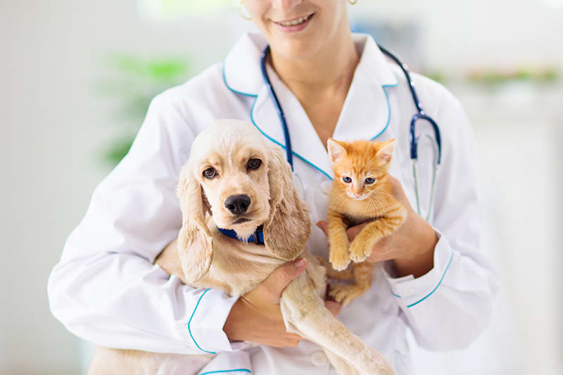 Why Regular Checkups Are Important to Your Pet's Health