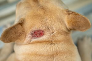 Understanding Dermatitis in Dogs