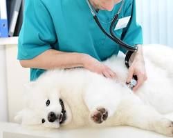 pregnant dog at the vet