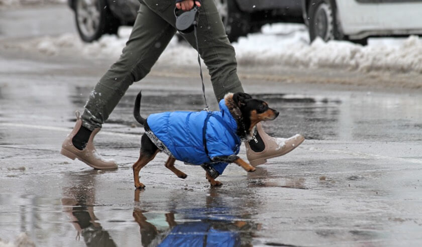 Senior dogs may need another layer of warmth